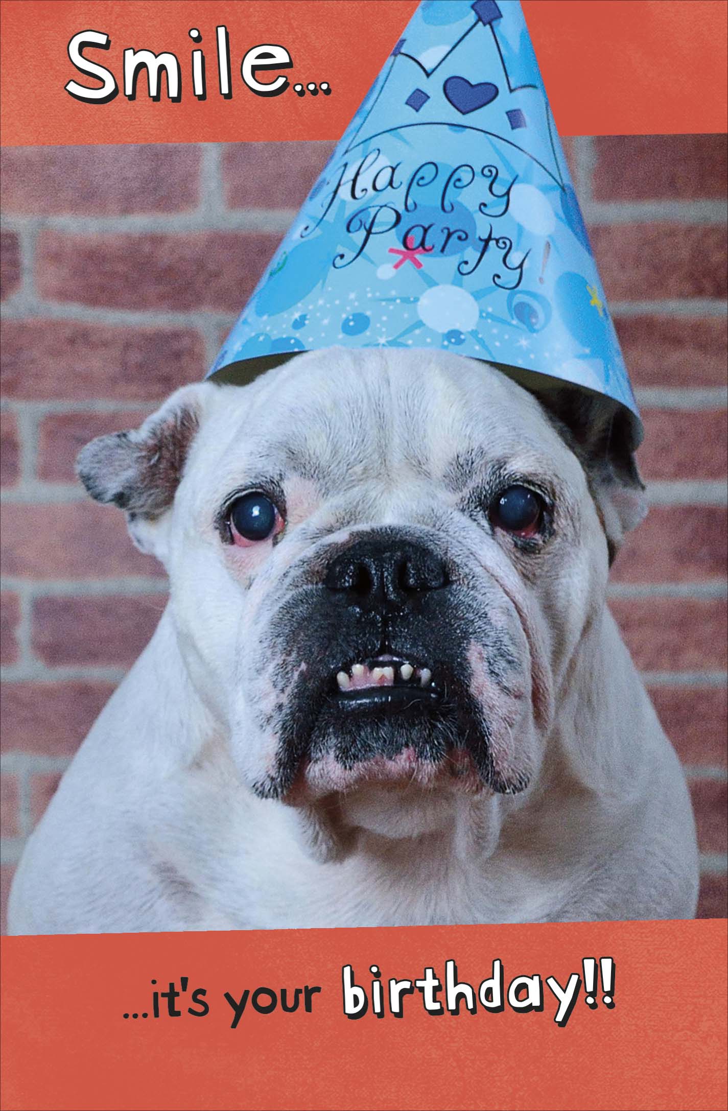Standard Greeting Cards Birthday Hum Say Cheese!