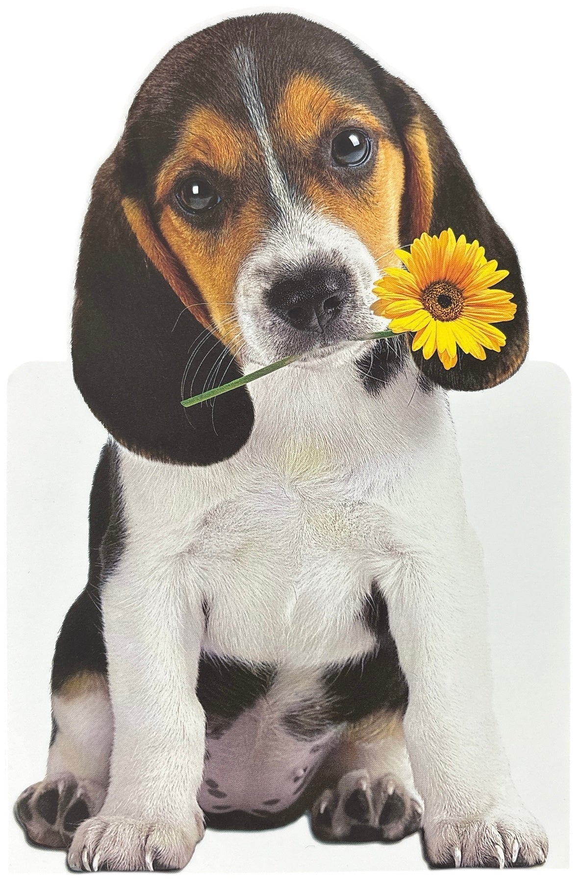 5034934535579-UKG Birthday Cute
