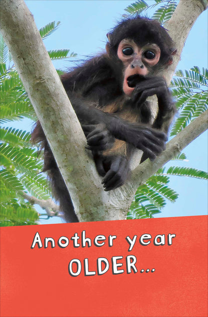 Standard Greeting Cards Birthday Hum Say Cheese!
