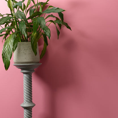 Macaroon Wall Paint