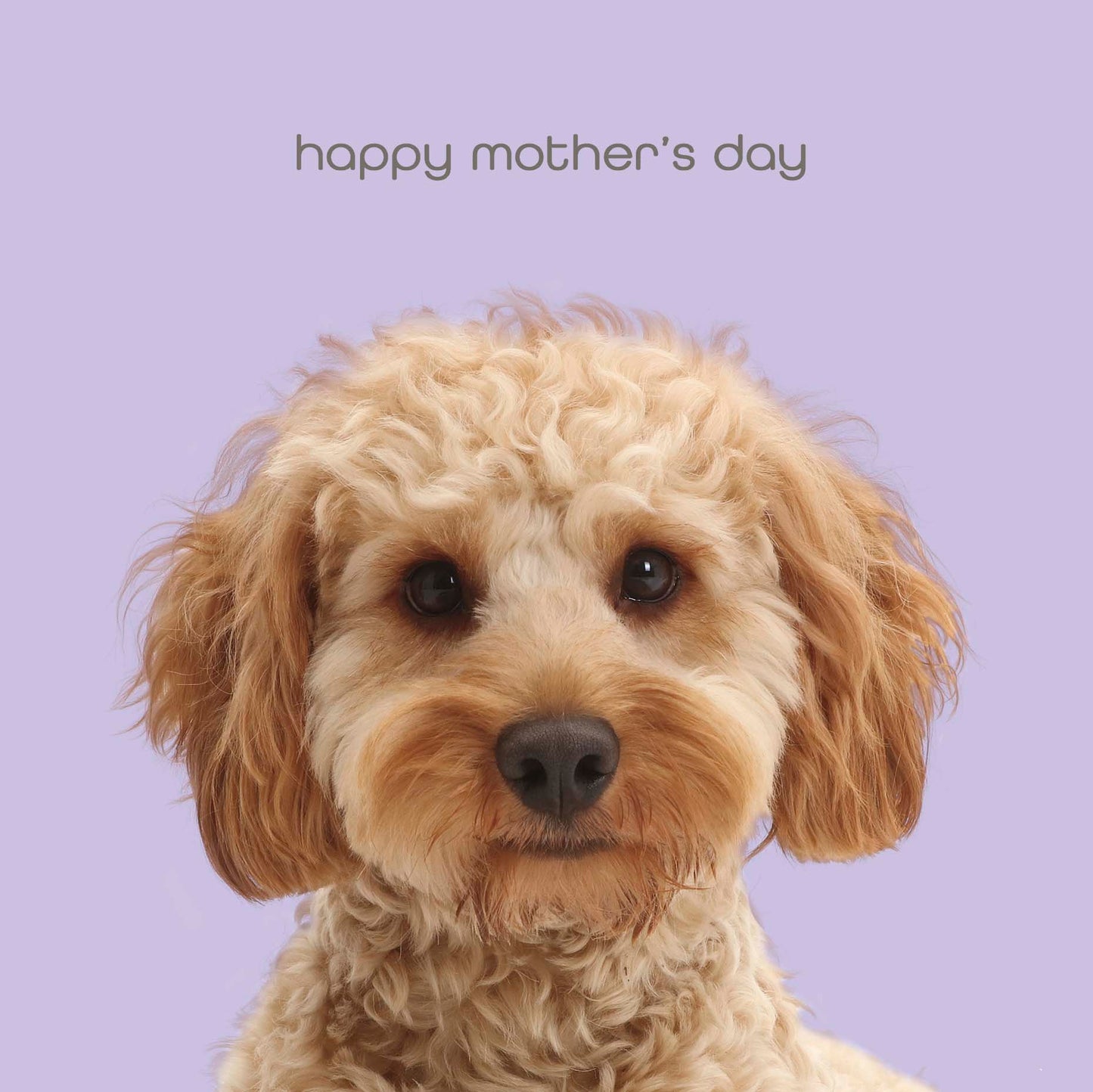 Standard Greeting Cards General Wish  Talk to the Paw