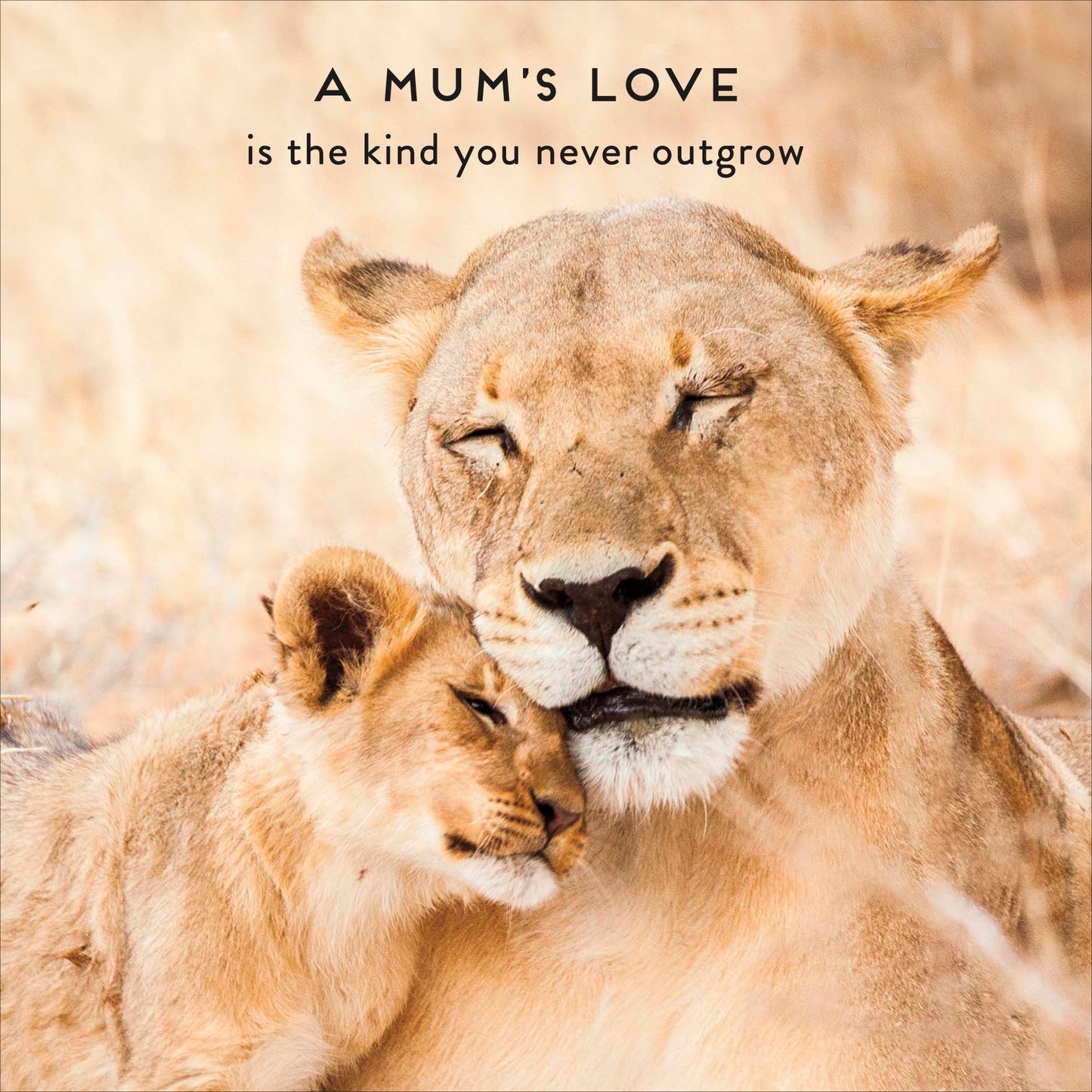 Standard Greeting Cards Mum  Camden Photographic