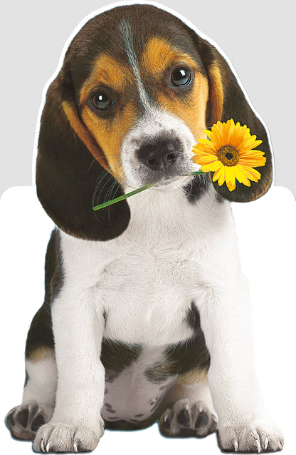 Standard Greeting Cards Birthday Cute Carlton Core Line