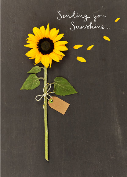 Standard Greeting Cards Open  Into the Meadow