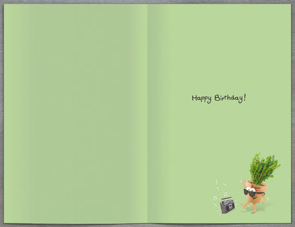 Standard Greeting Cards Birthday Hum Out of the Ark