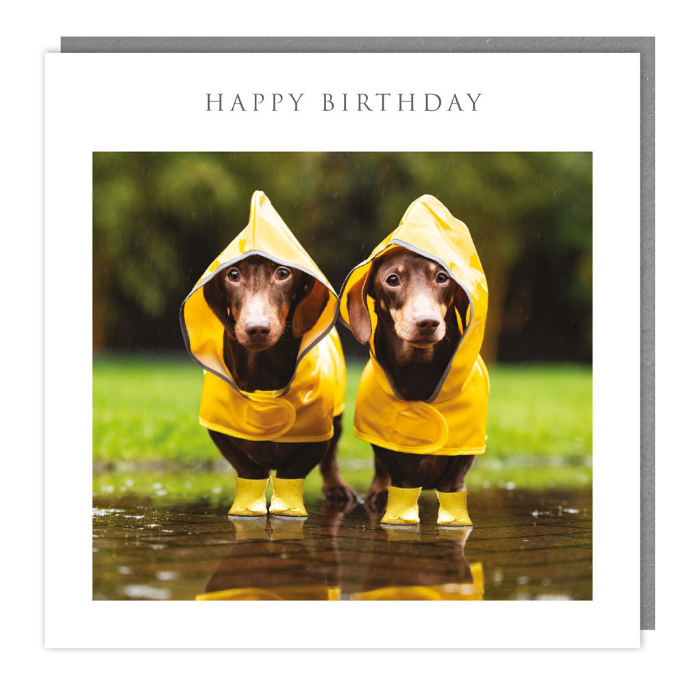 JJ75 - Birthday - Walkies - Dachsaunds in the rain - Matt